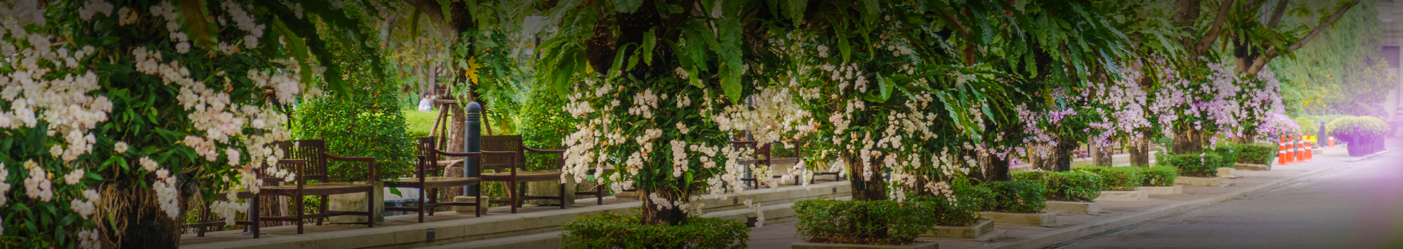banner-image